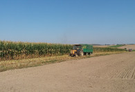 Zdjęcie przedstawia ciągnik z przyczepą na polu kukurydzy