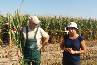 Zdjęcie przedstawia Pana i Panią podczas pokazu zbioru kukurydzy na ziarno 