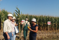 Zdjęcie przedstawia Panią podczas pokazu kolby kukurydzy rolnikom 