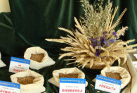 Zdjęcie przedstawia stoisko z czterama rodzajami zboża w woreczkach oraz koszyczek z kłosami zbóż